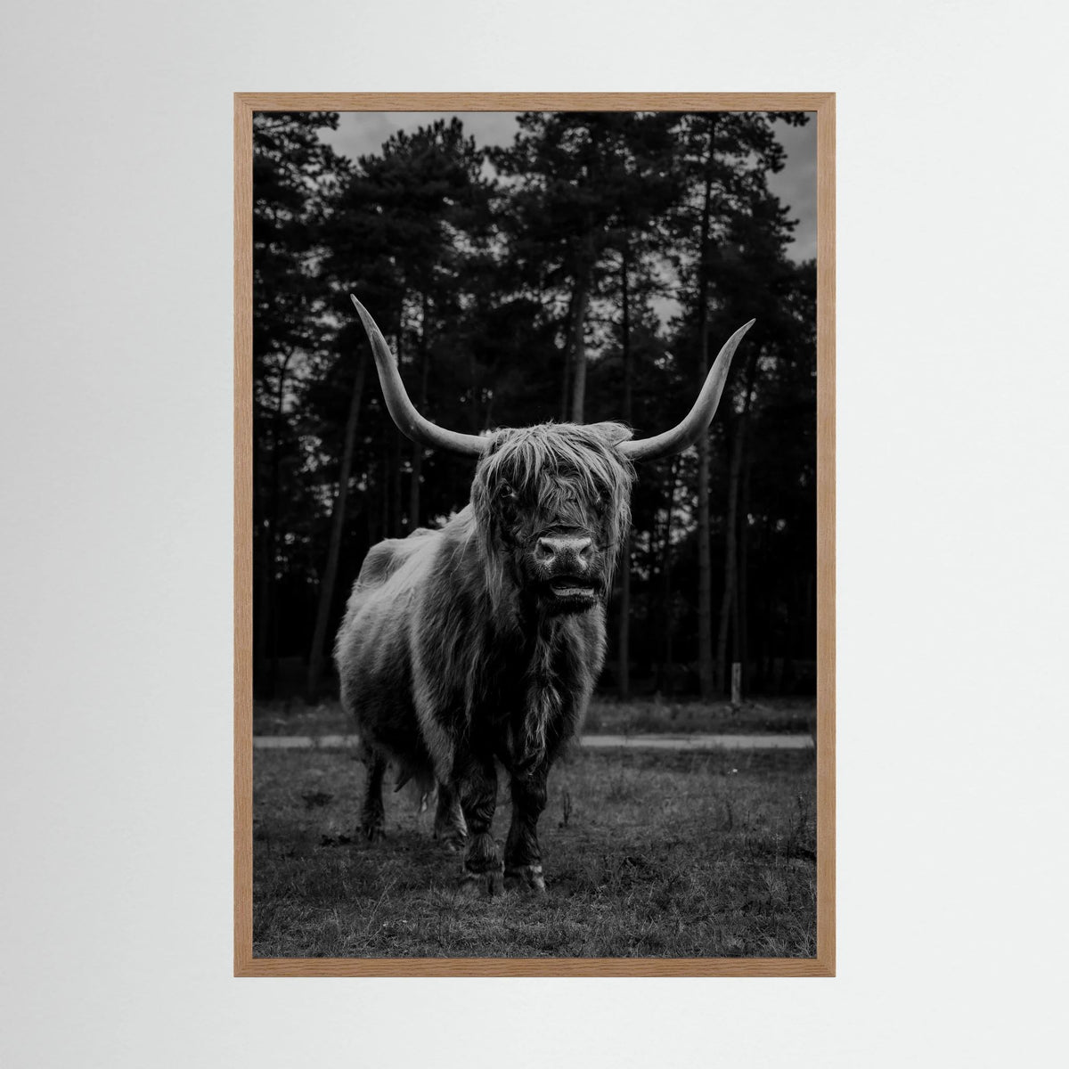 Highlander Cow in the Wild