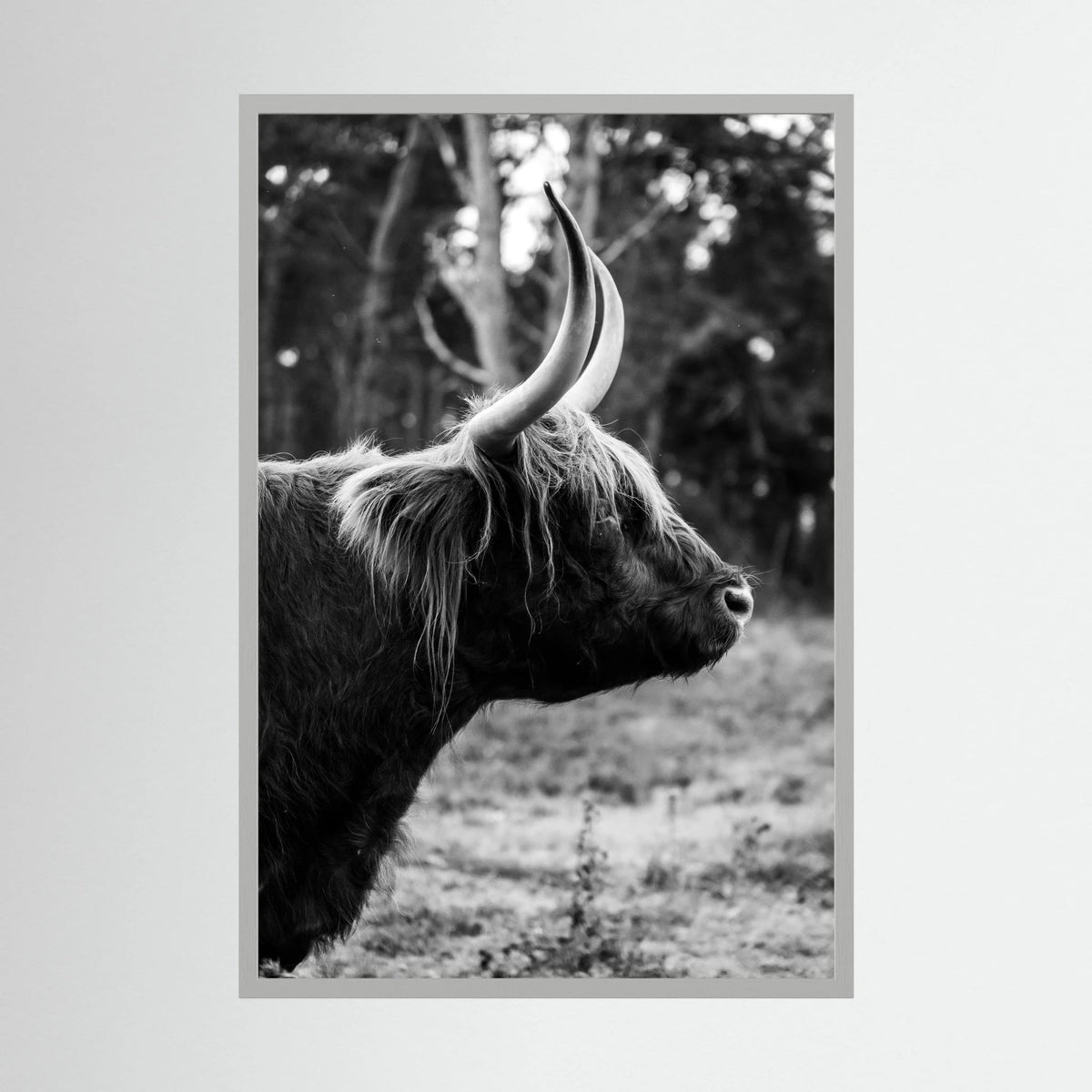 Sideview Scottish Highlander