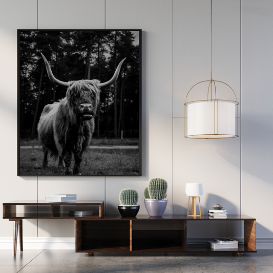 Highlander Cow in the Wild