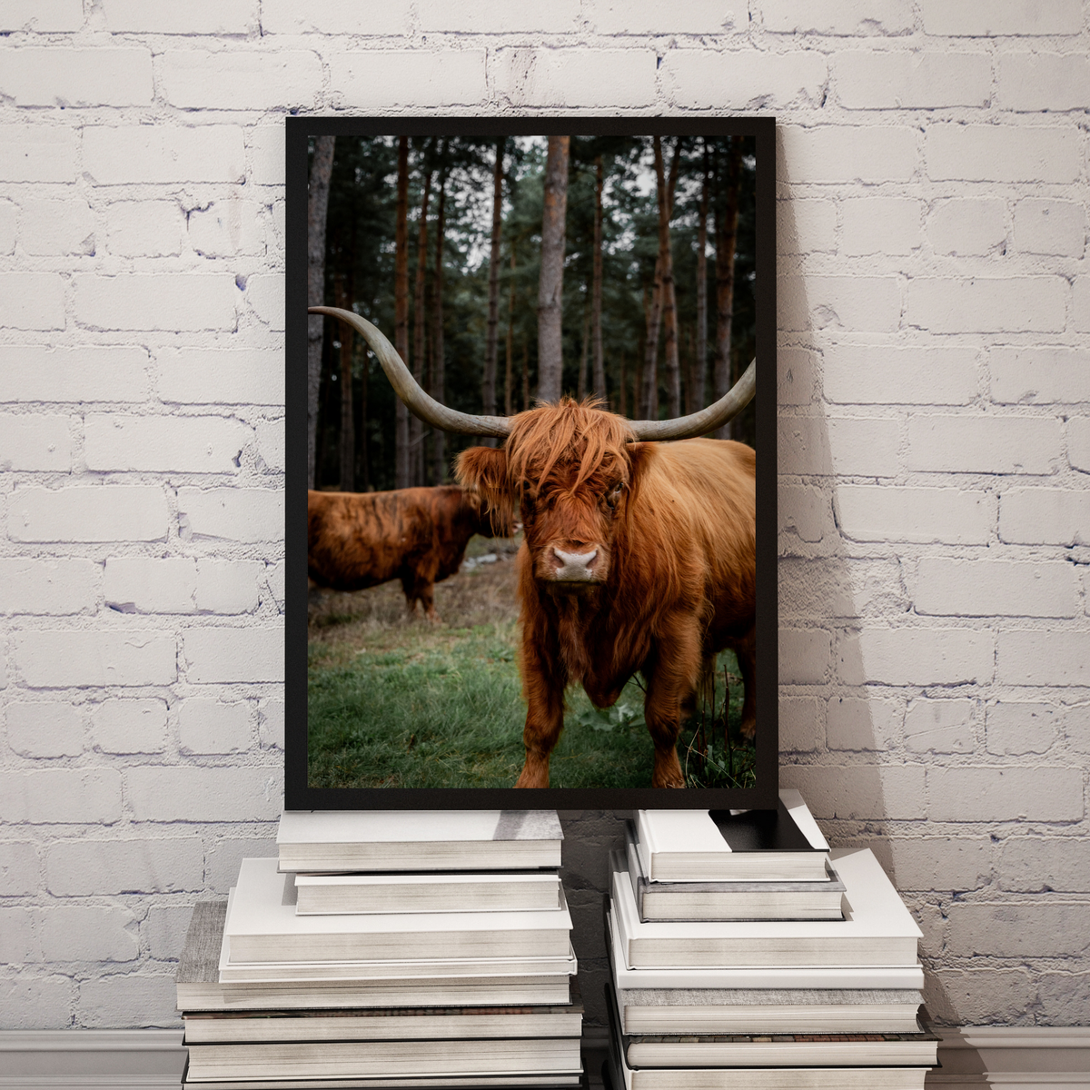 Mother Highlander Cow