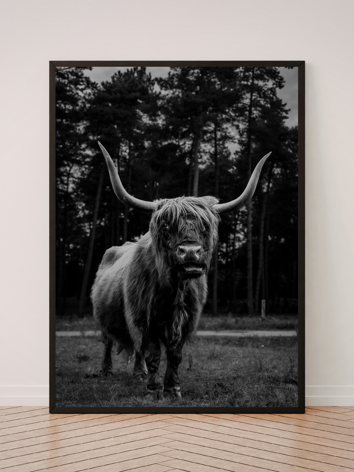 Highlander Cow in the Wild