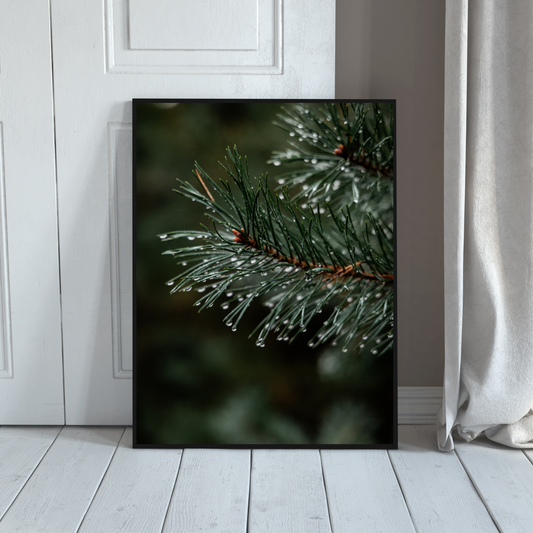 Droplets on the conifers