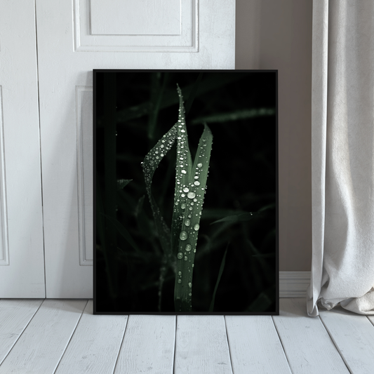 Droplets on the leaves