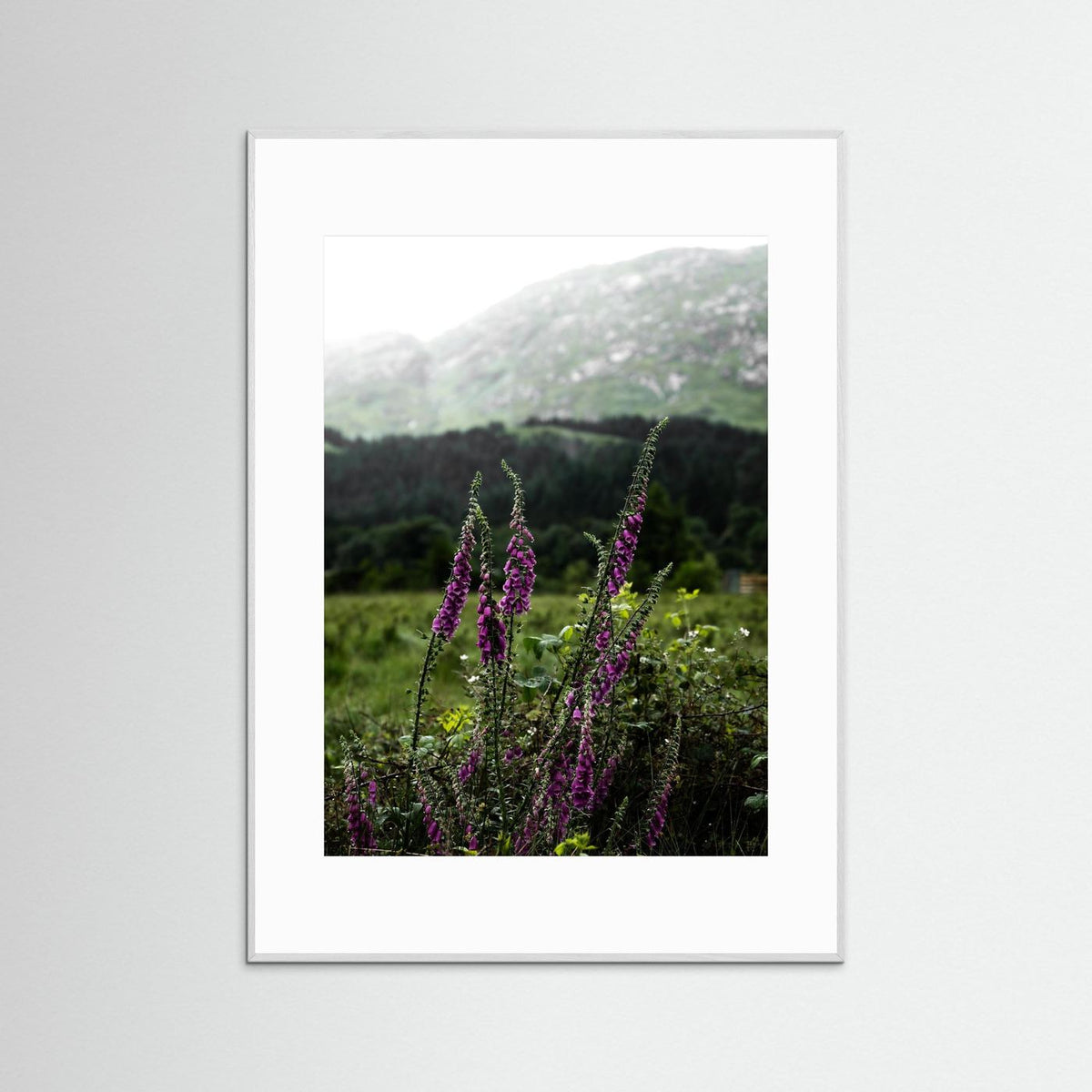 Foxgloves in the Highlands of Scotland  