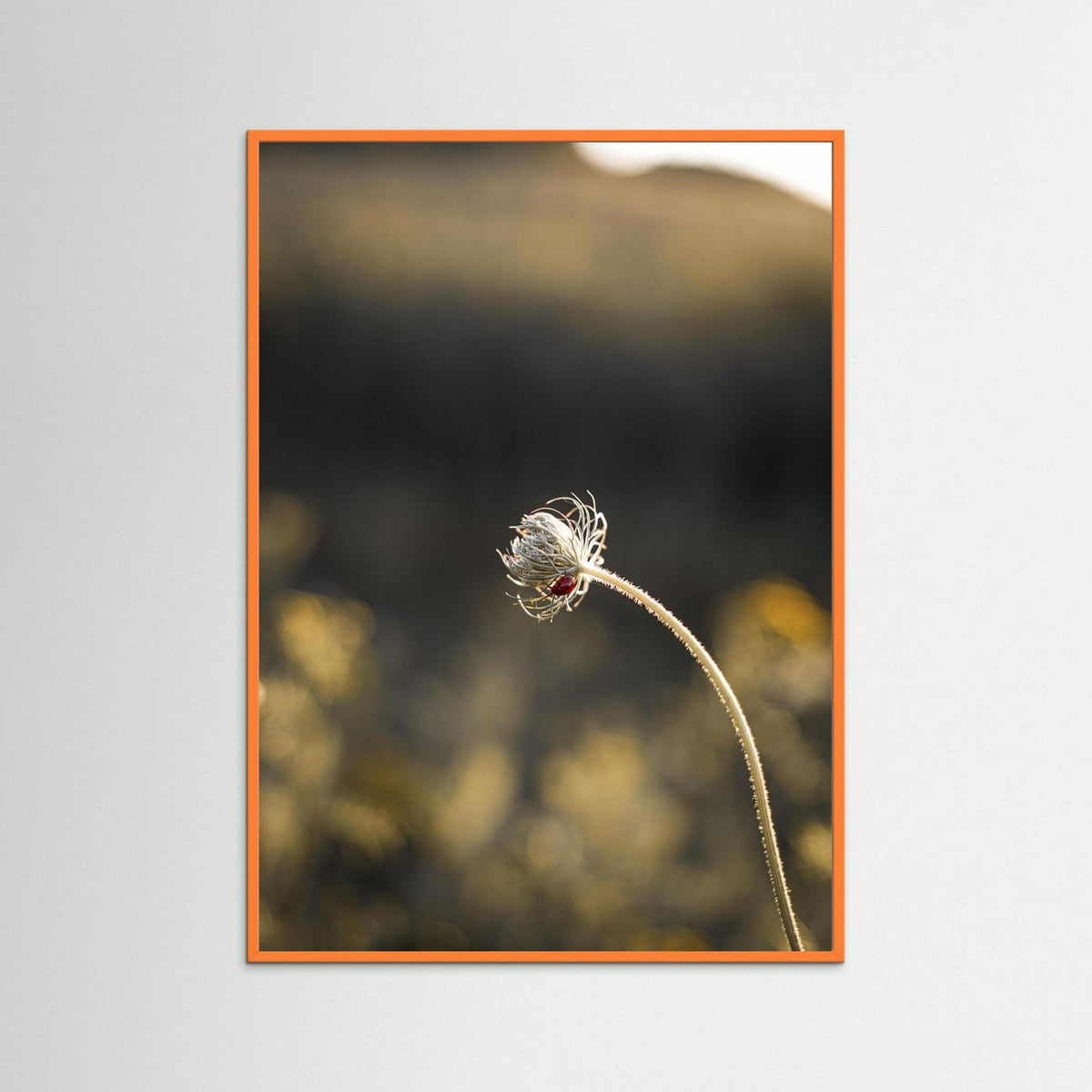 Ladybug on a flower during the sunset in the Netherlands