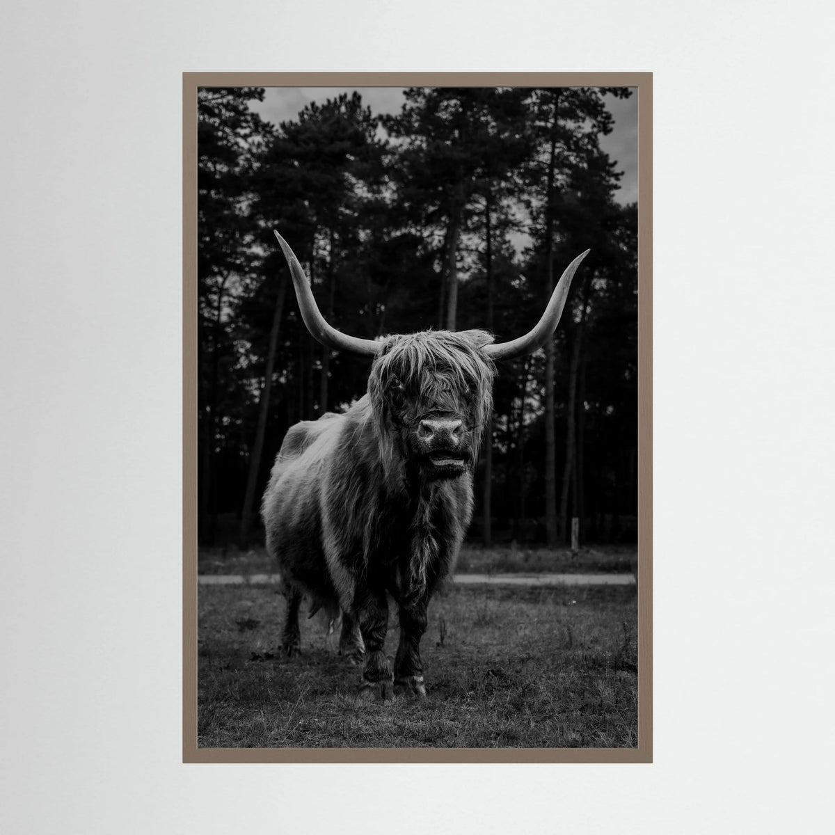 Highlander Cow in the Wild