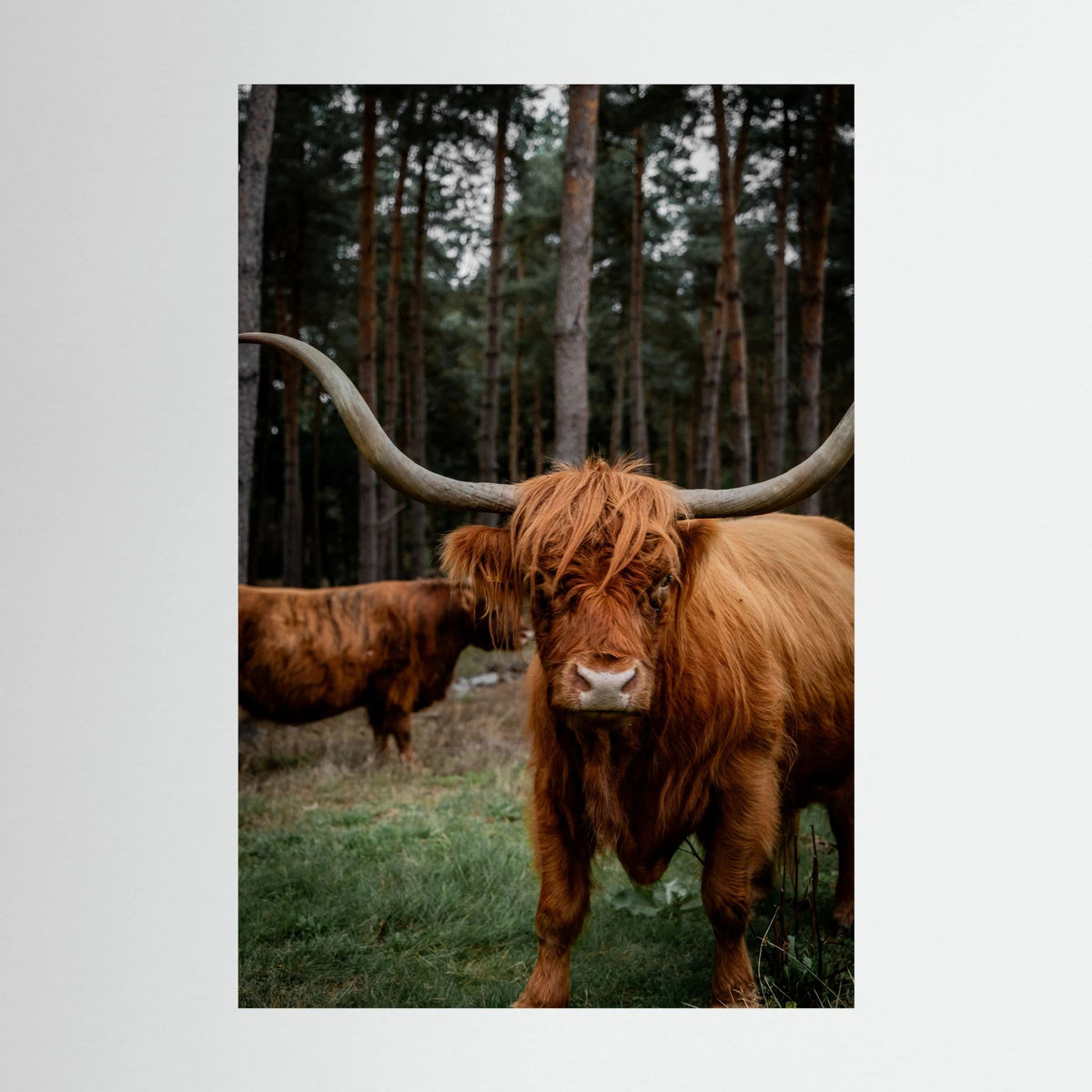 Mother Highlander Cow
