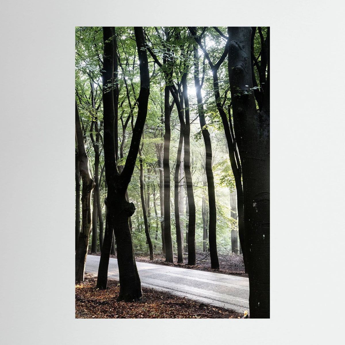 Sunrays in the woods at the Veluwe