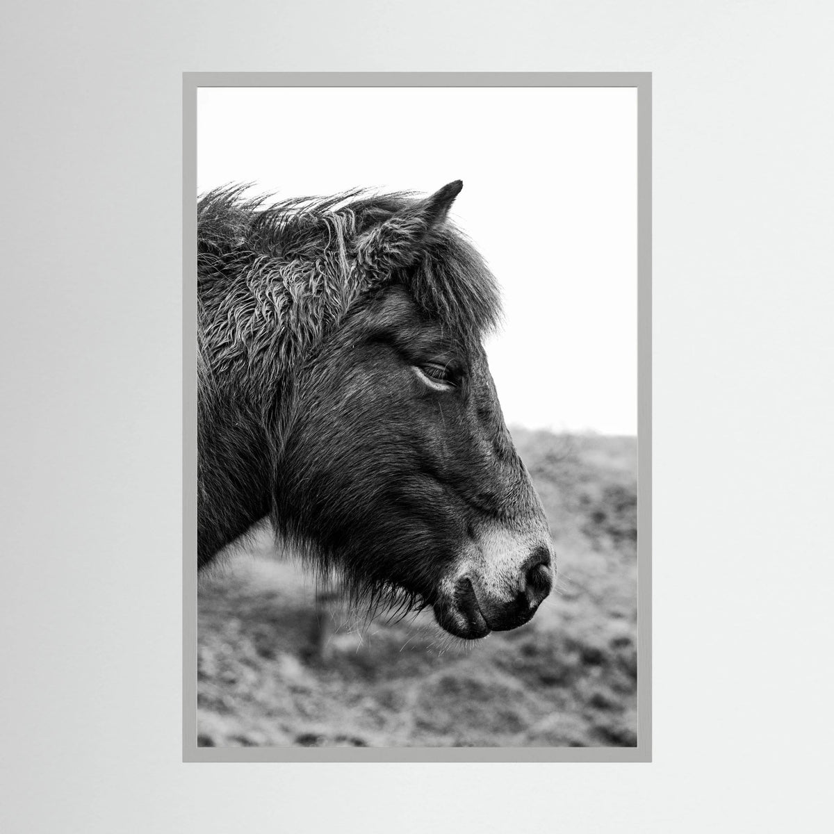 Horse - side close-up.