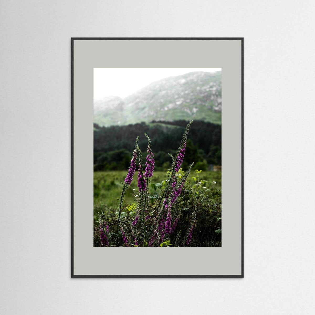 Foxgloves in the Highlands of Scotland  