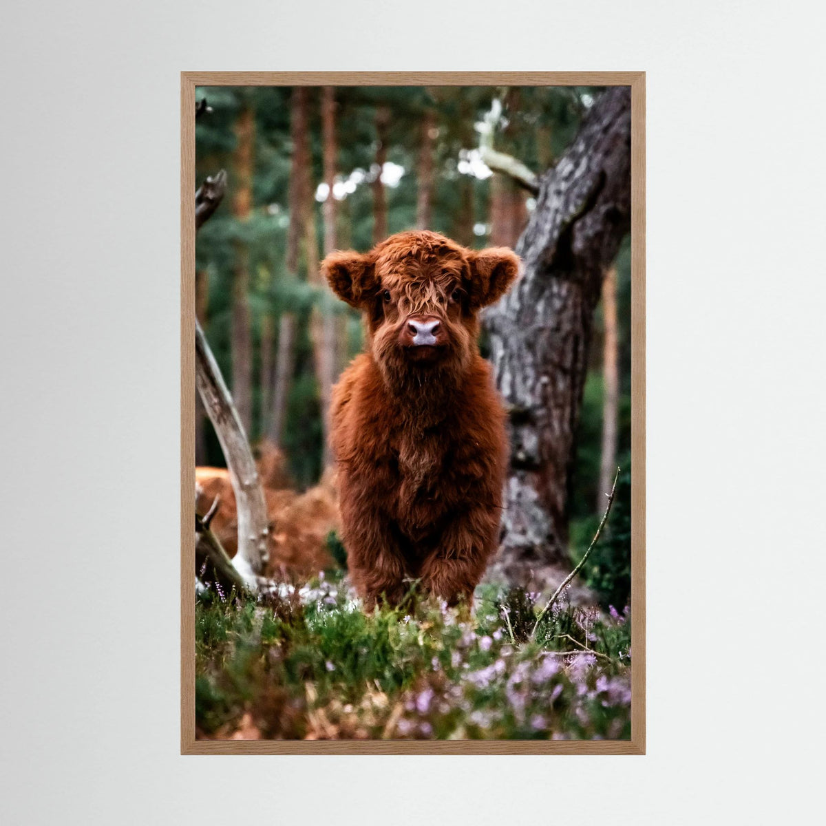 Little Scottish Highland Cow