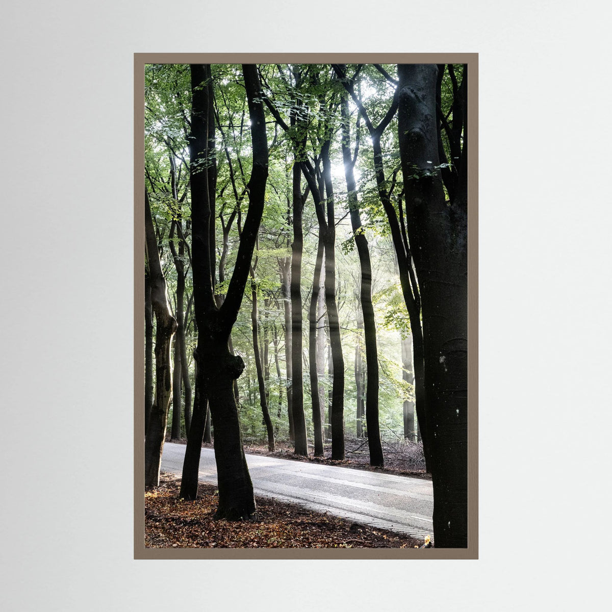 Sunrays in the woods at the Veluwe