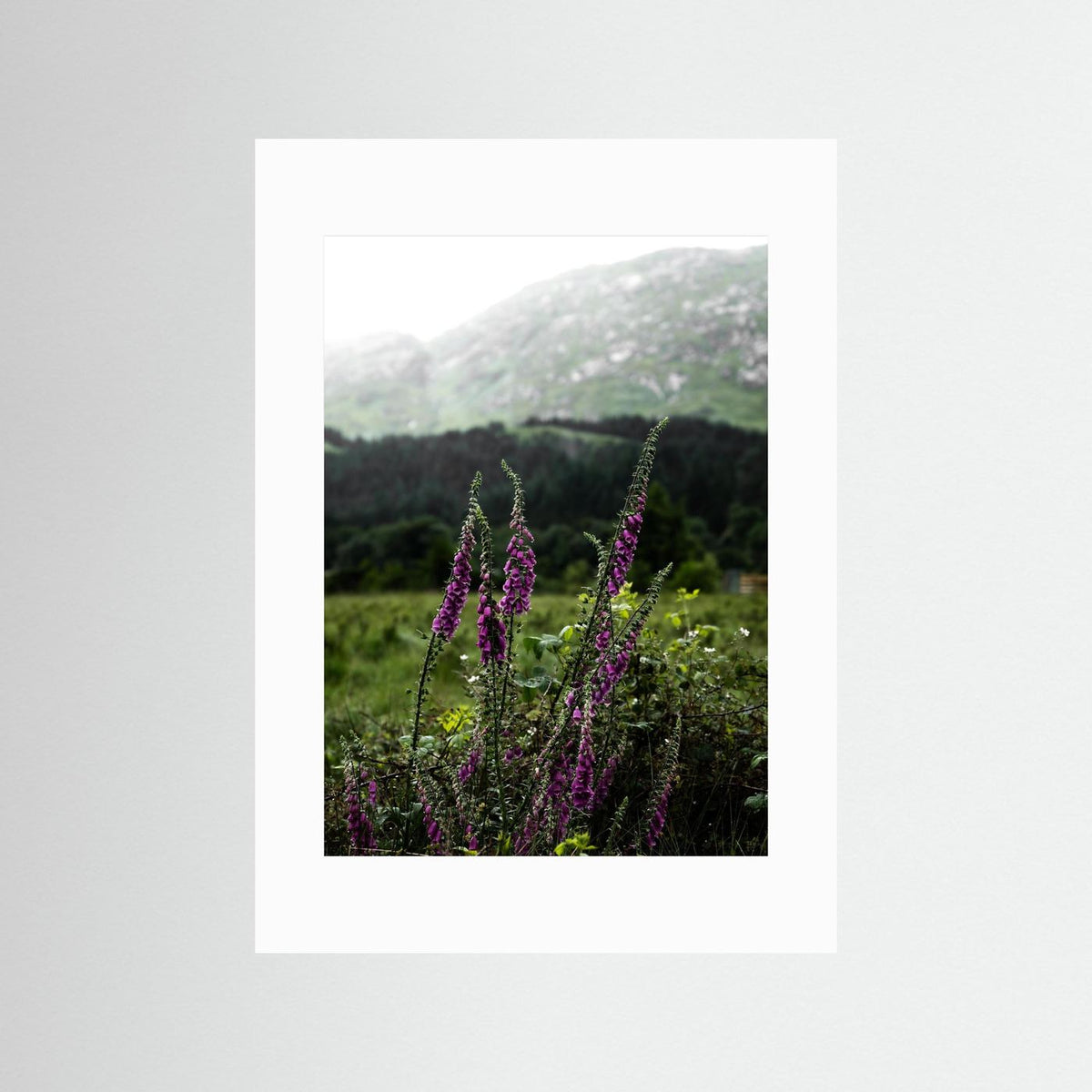Foxgloves in the Highlands of Scotland  