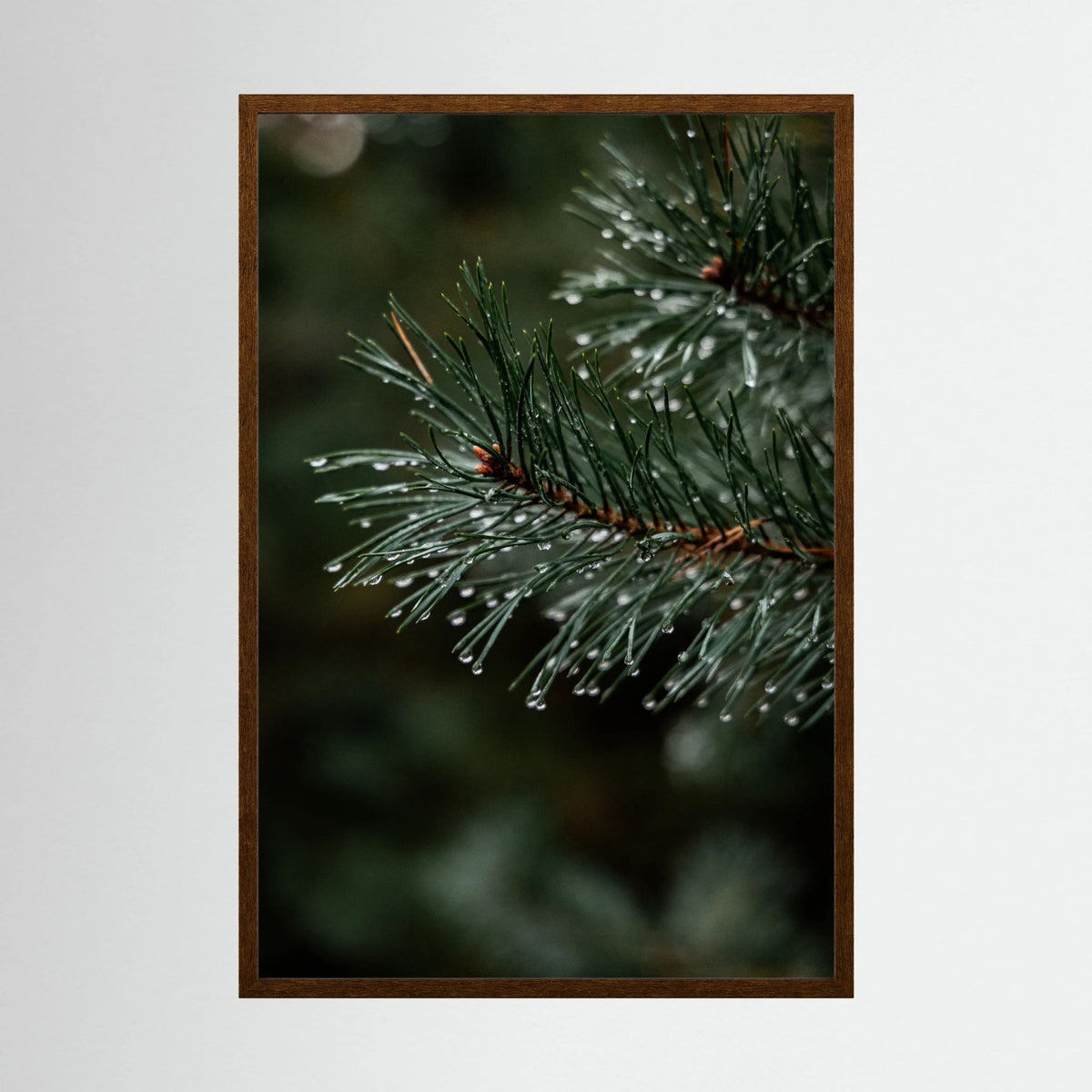 Droplets on the conifers