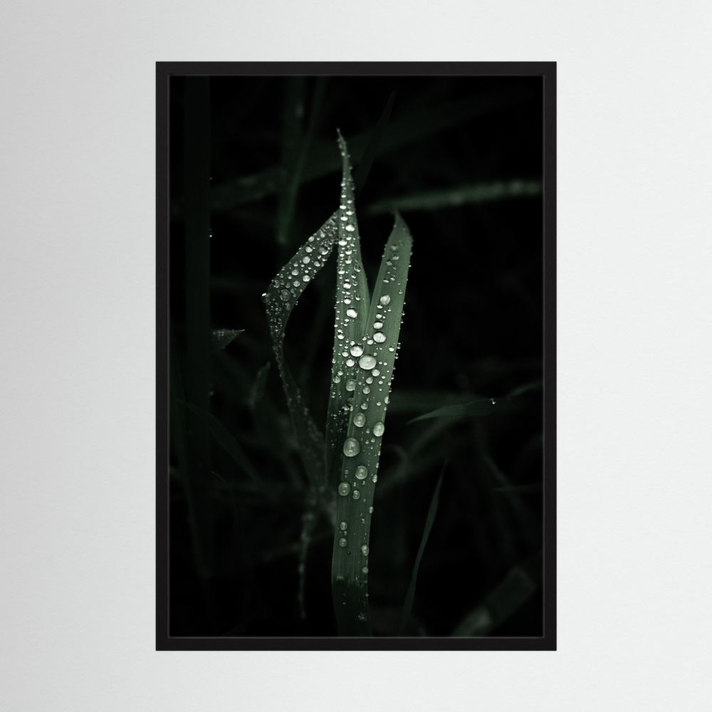 Droplets on the leaves
