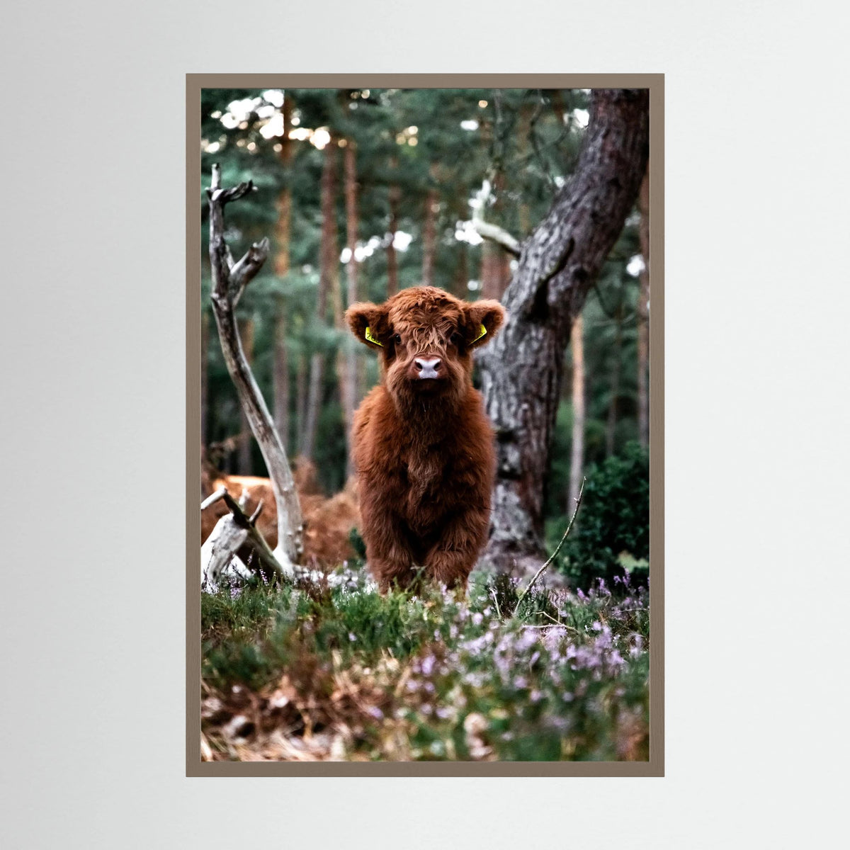 Little Scottish Highlander
