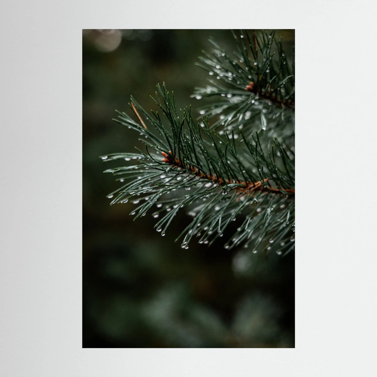 Droplets on the conifers