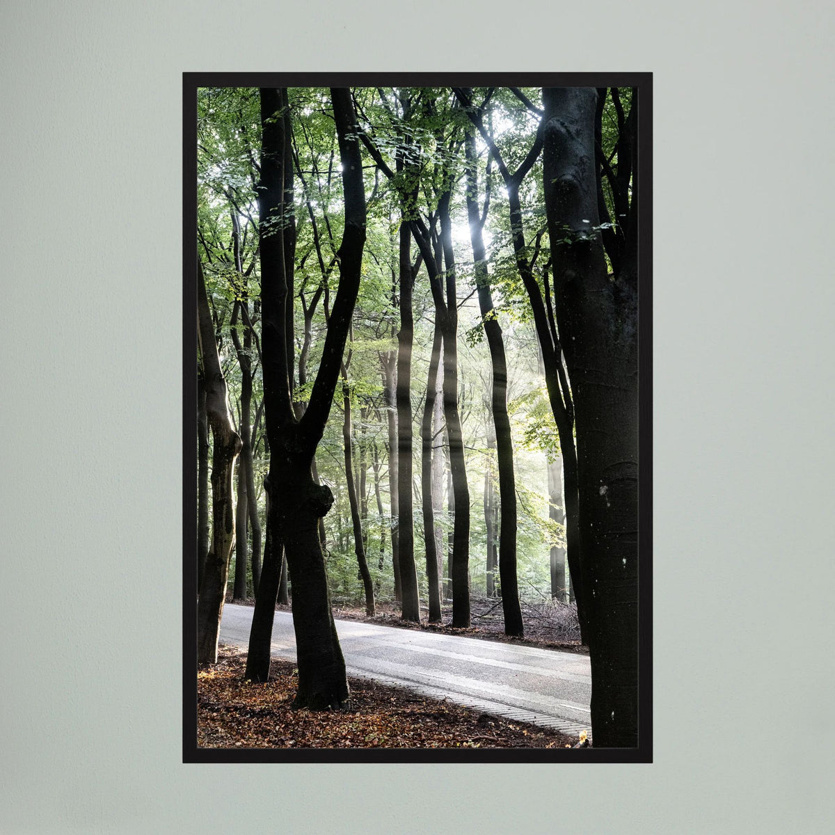 Sunrays in the woods at the Veluwe