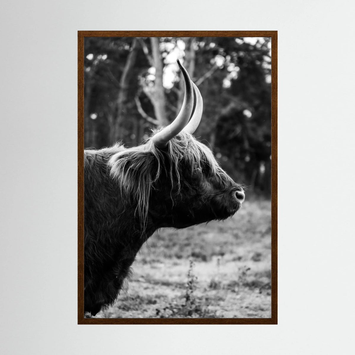 Sideview Scottish Highlander