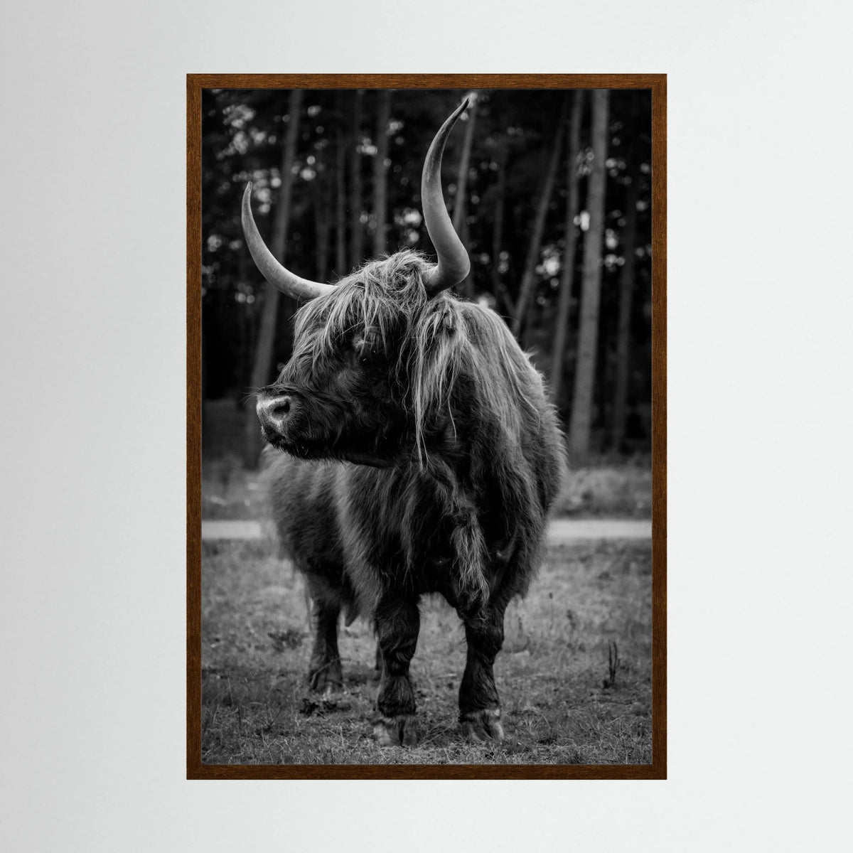 Majestic Scottish Highlander