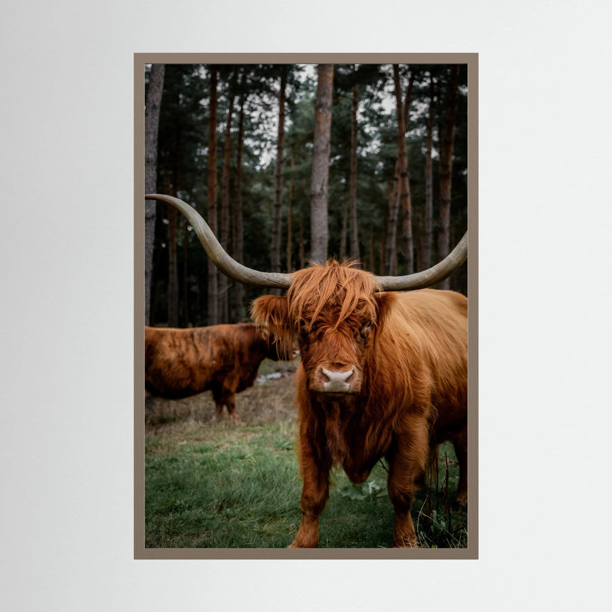 Mother Highlander Cow
