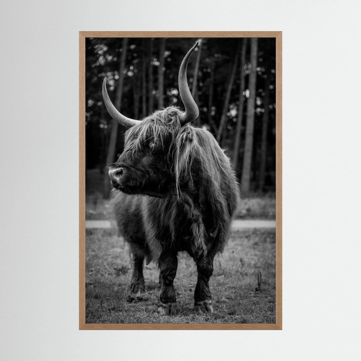 Majestic Scottish Highlander