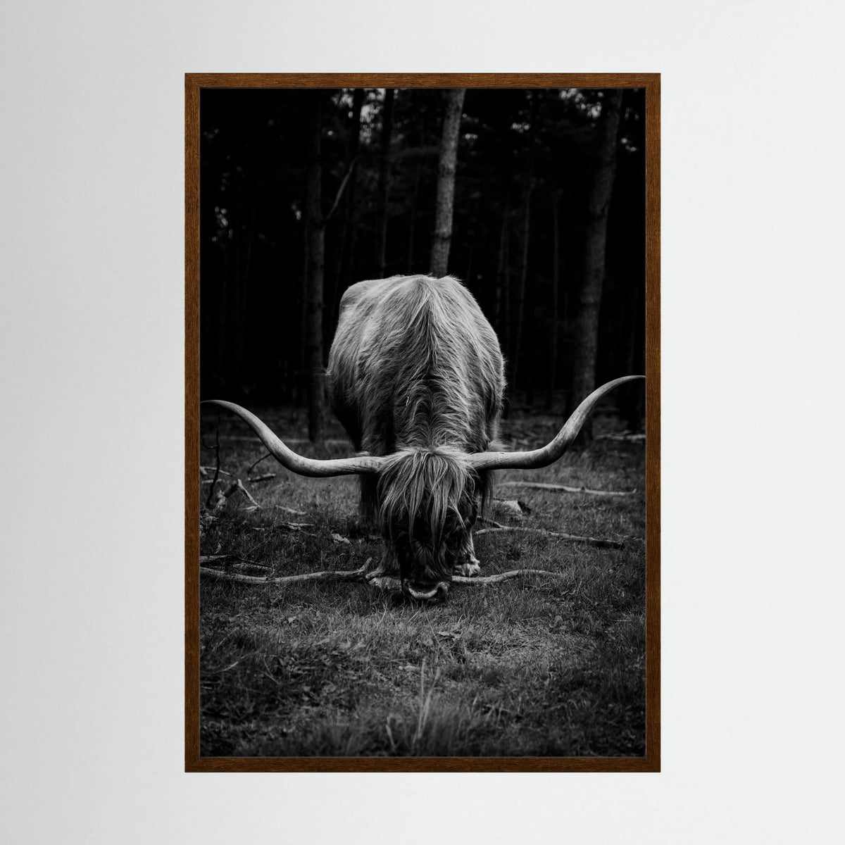 Scottish Highlander in bnw 