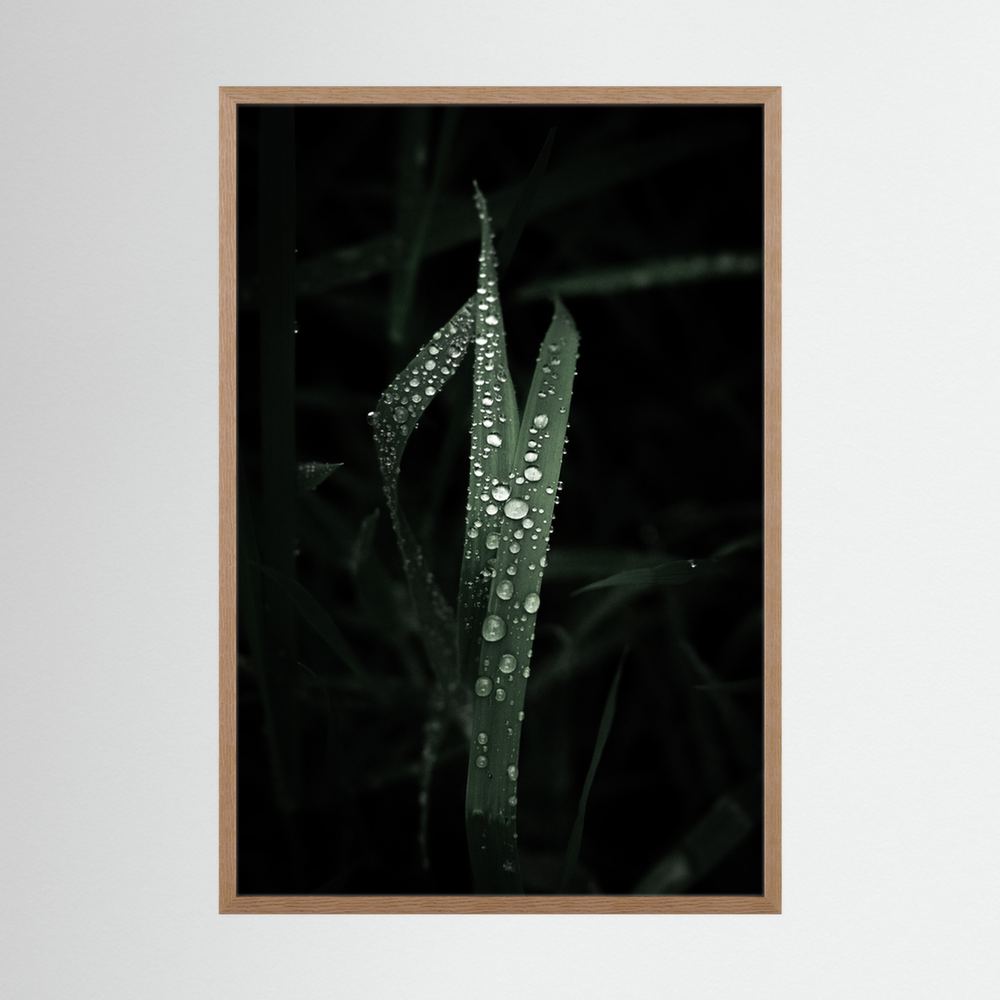 Droplets on the leaves
