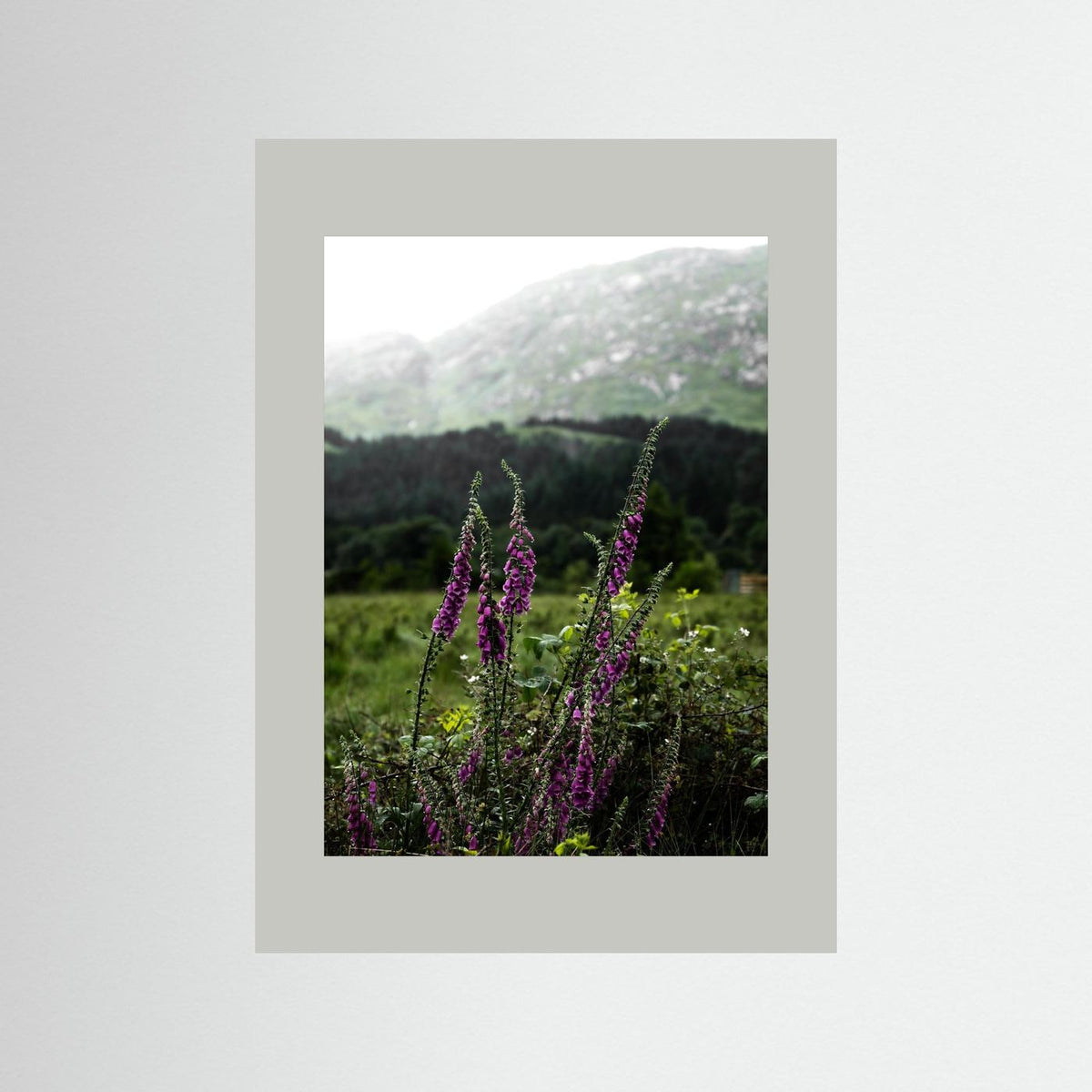 Foxgloves in the Highlands of Scotland  