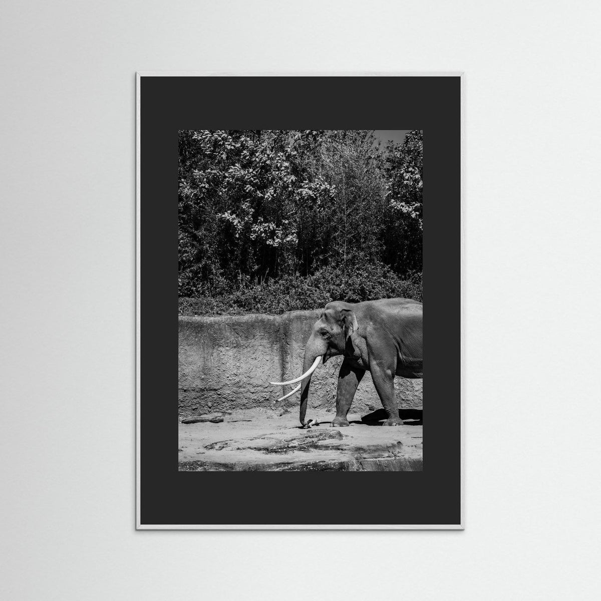 Elephant in black & white