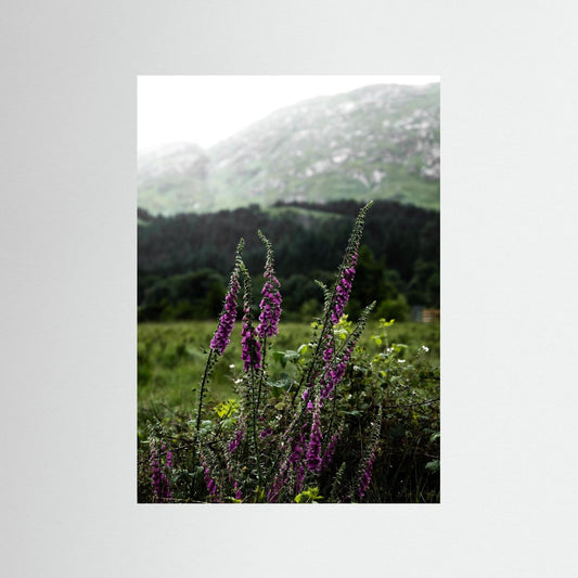 Foxgloves in the Highlands of Scotland  
