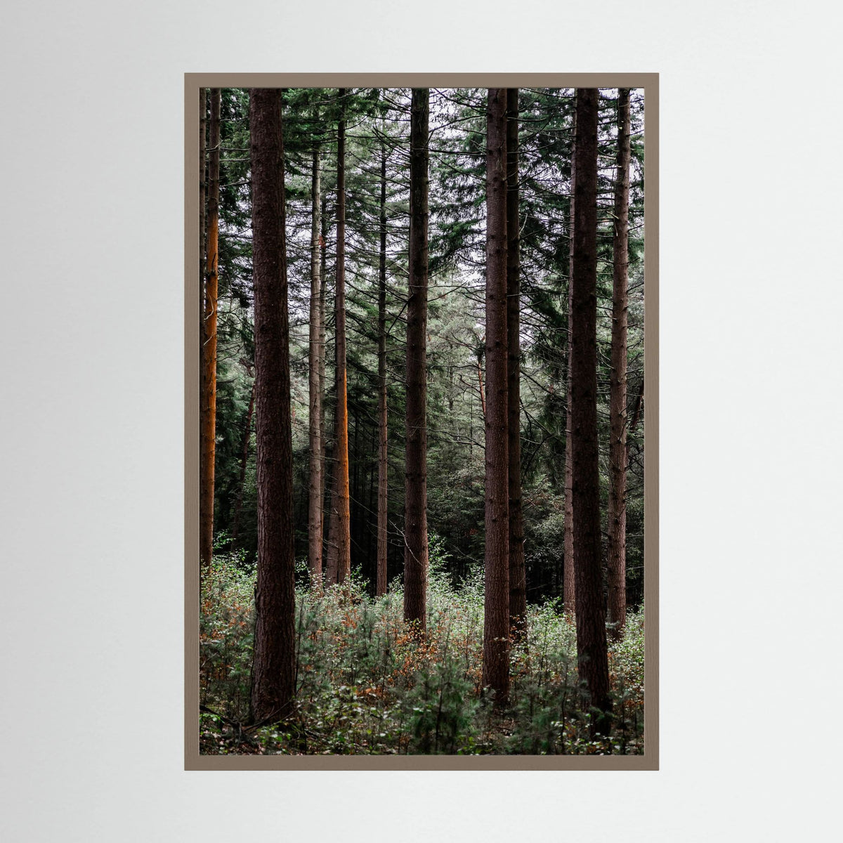 Forest Vibes 