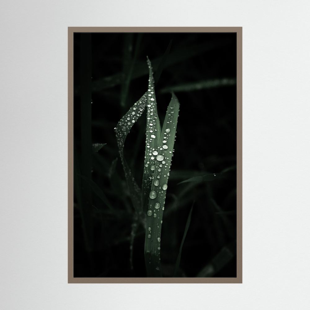 Droplets on the leaves