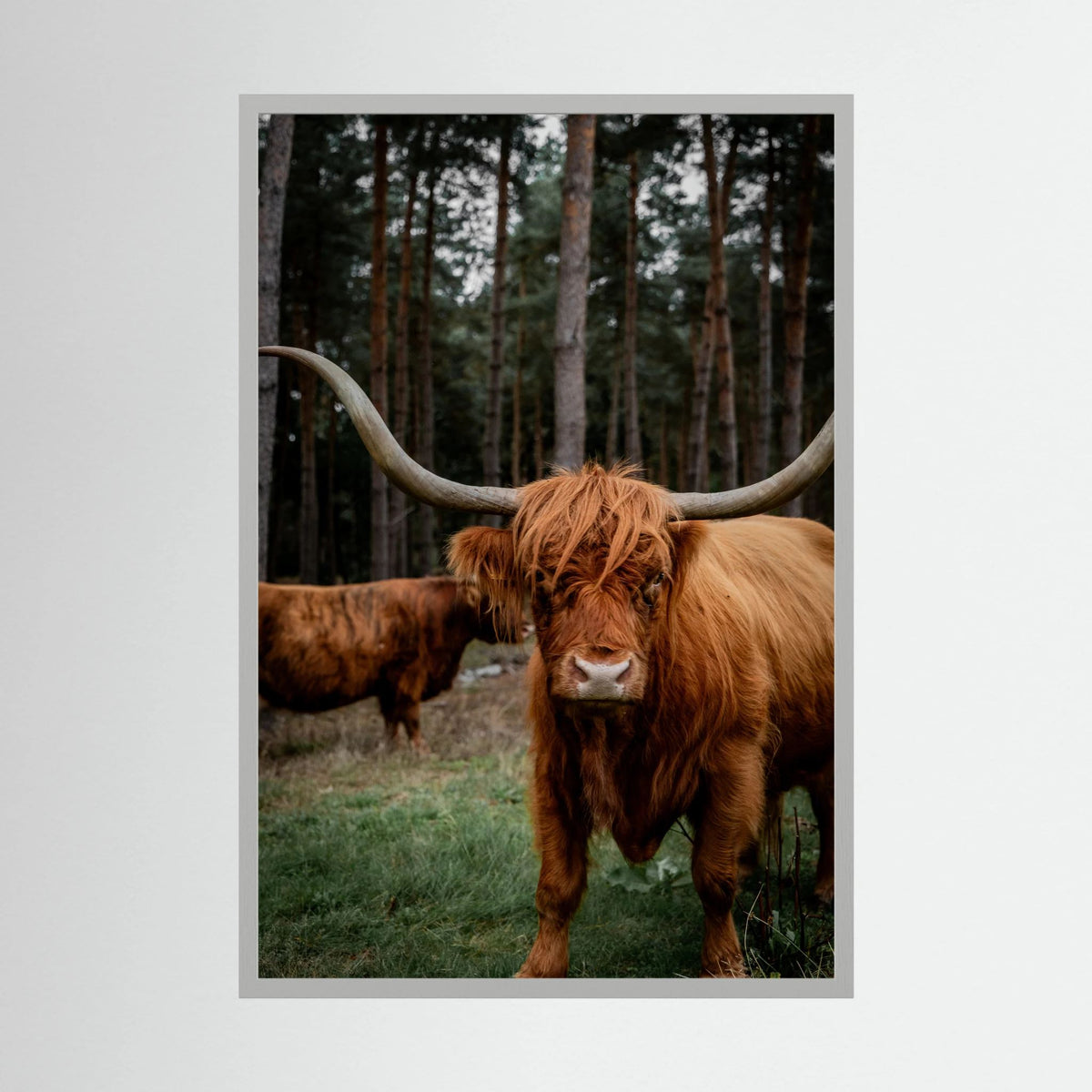 Mother Highlander Cow