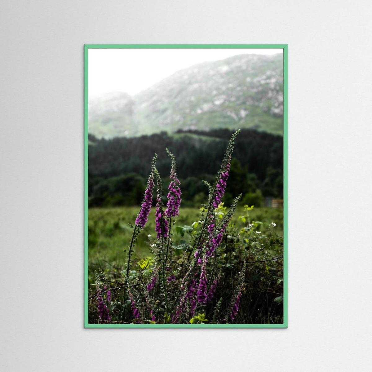 Foxgloves in the Highlands of Scotland  