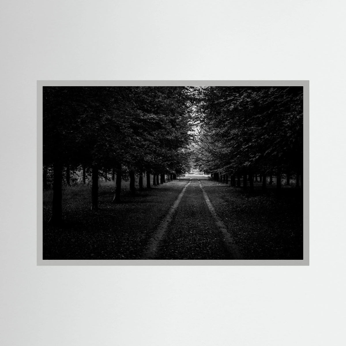 Forest Roads at the Veluwe