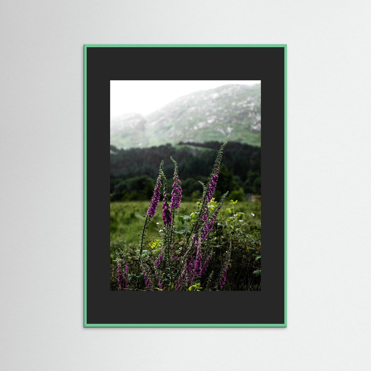 Foxgloves in the Highlands of Scotland  