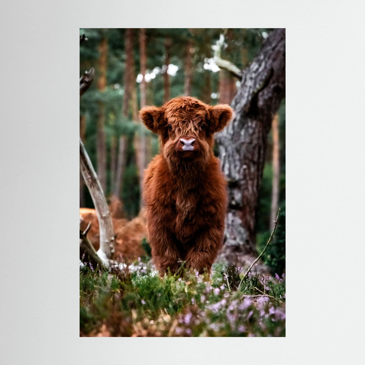 Little Scottish Highland Cow