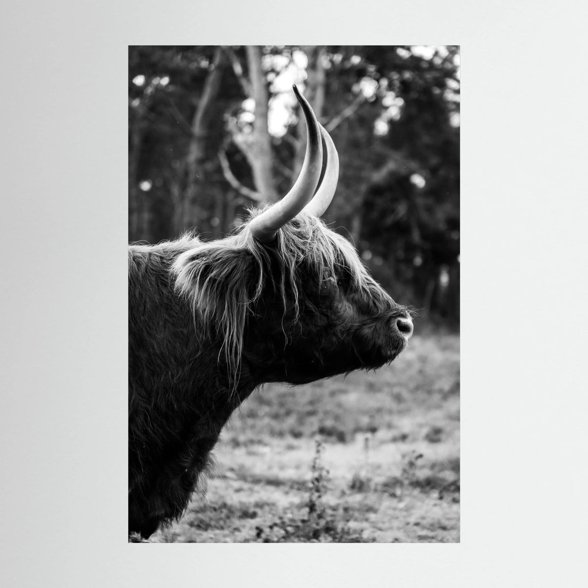 Sideview Scottish Highlander