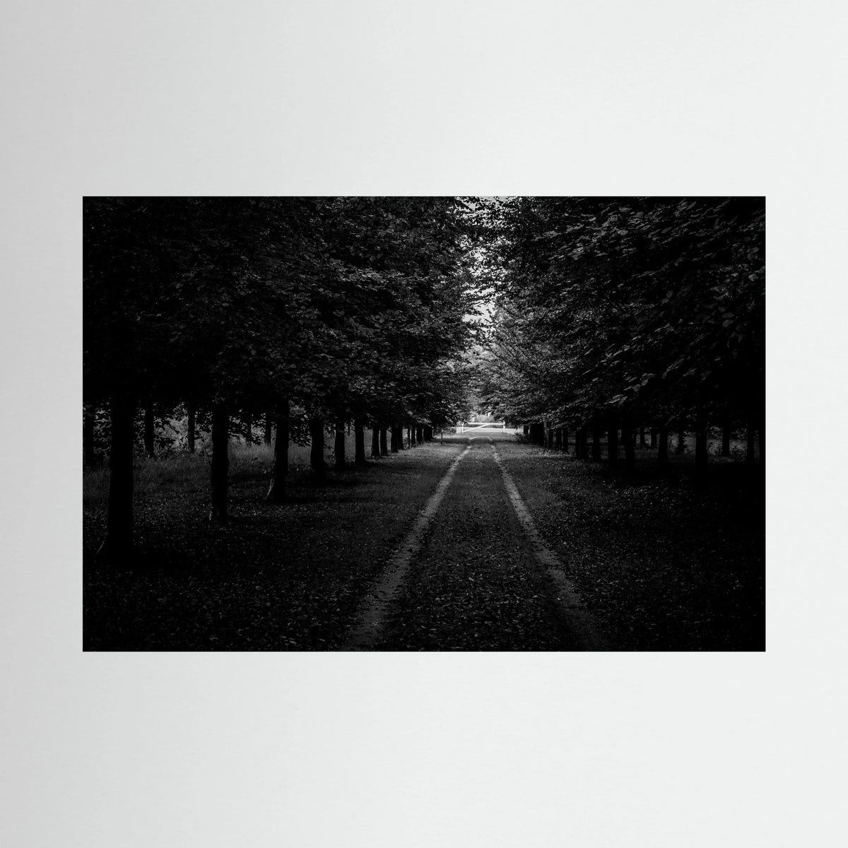 Forest Roads at the Veluwe