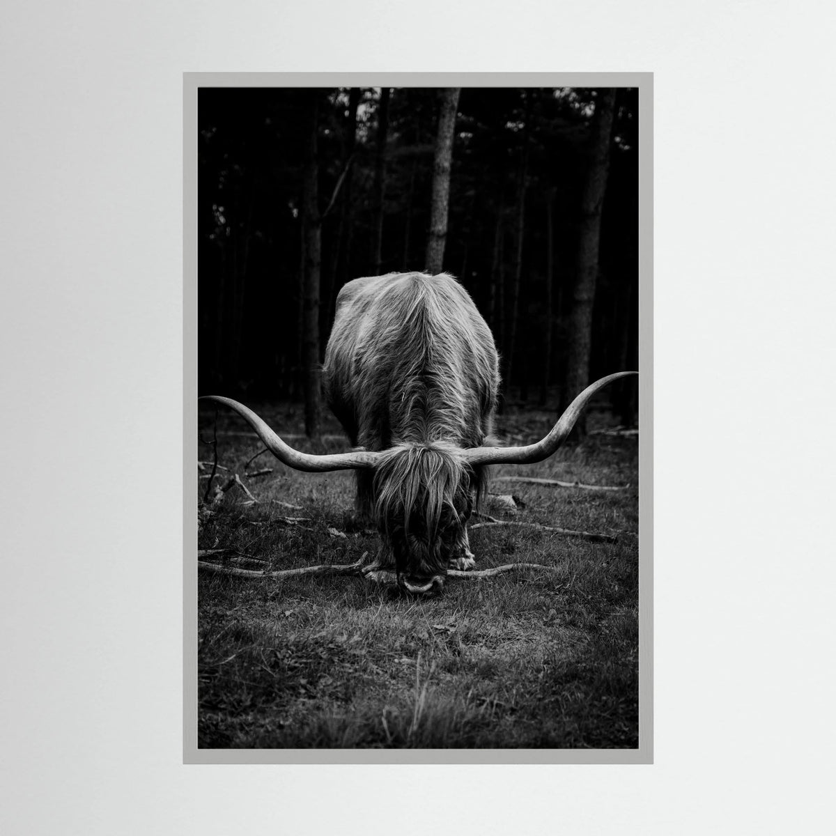 Scottish Highlander in bnw 
