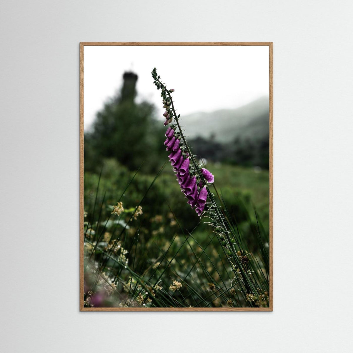 Foxgloves in the Scottish Highlands 