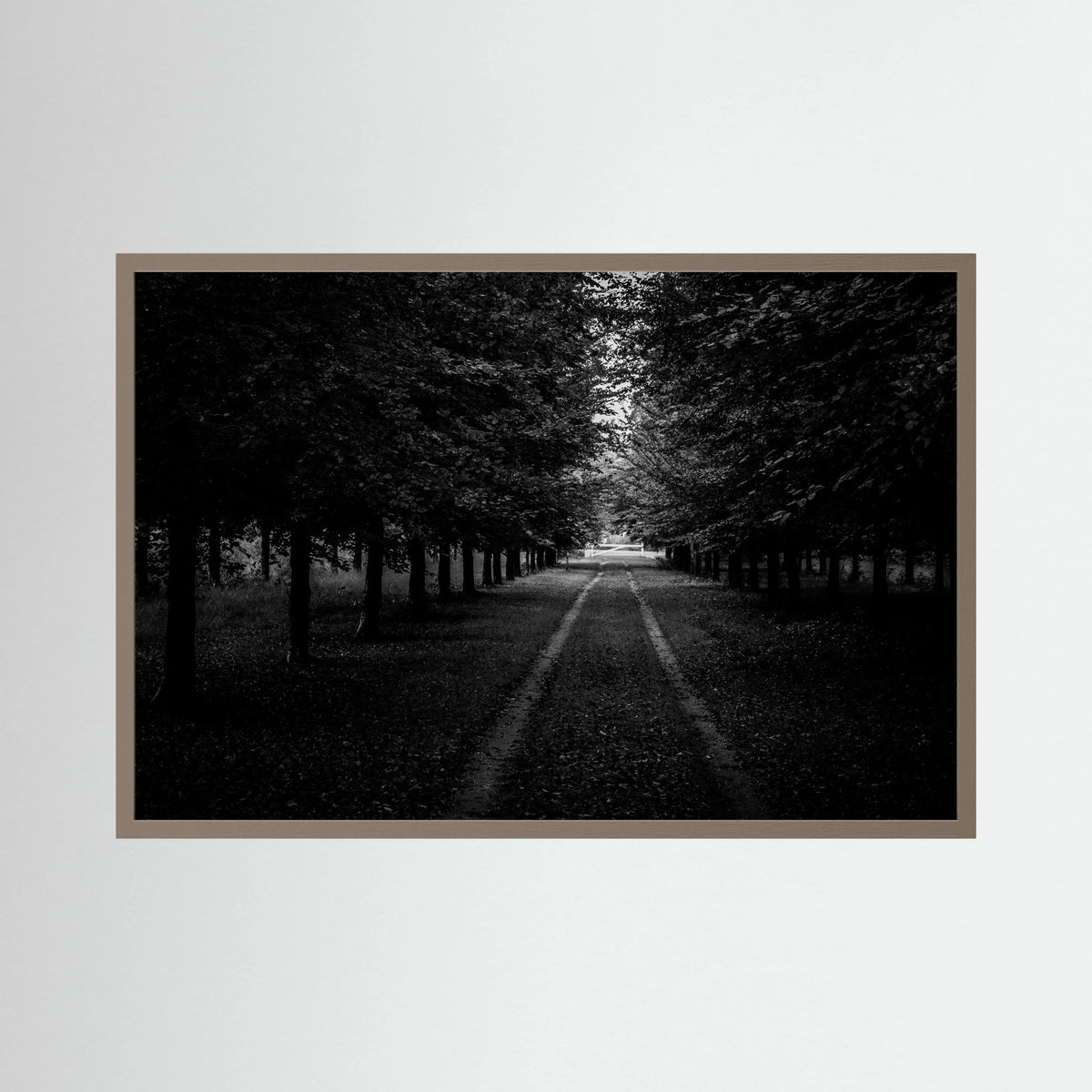 Forest Roads at the Veluwe