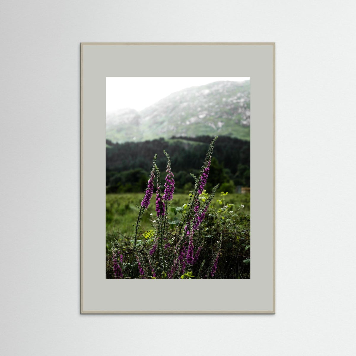 Foxgloves in the Highlands of Scotland  