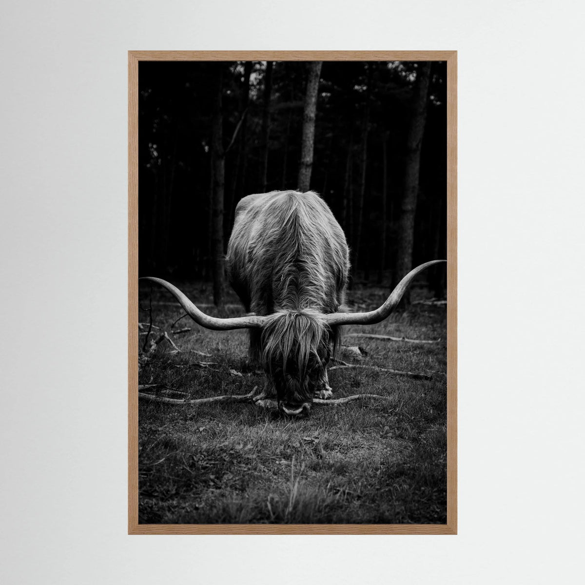 Scottish Highlander in bnw 