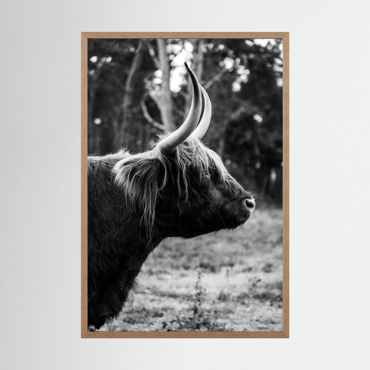 Sideview Scottish Highlander
