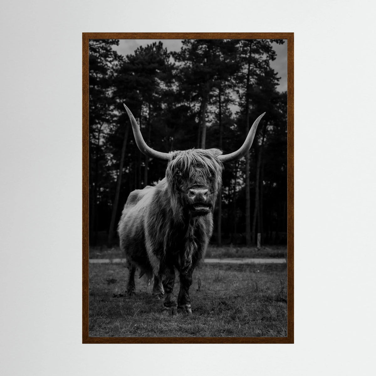 Highlander Cow in the Wild