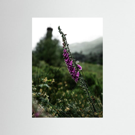 Foxgloves in the Scottish Highlands 