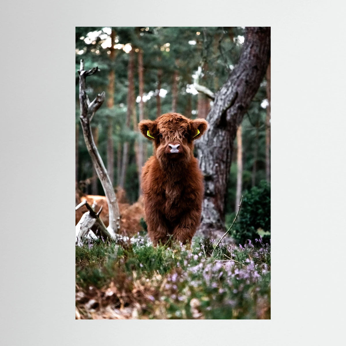 Little Scottish Highlander