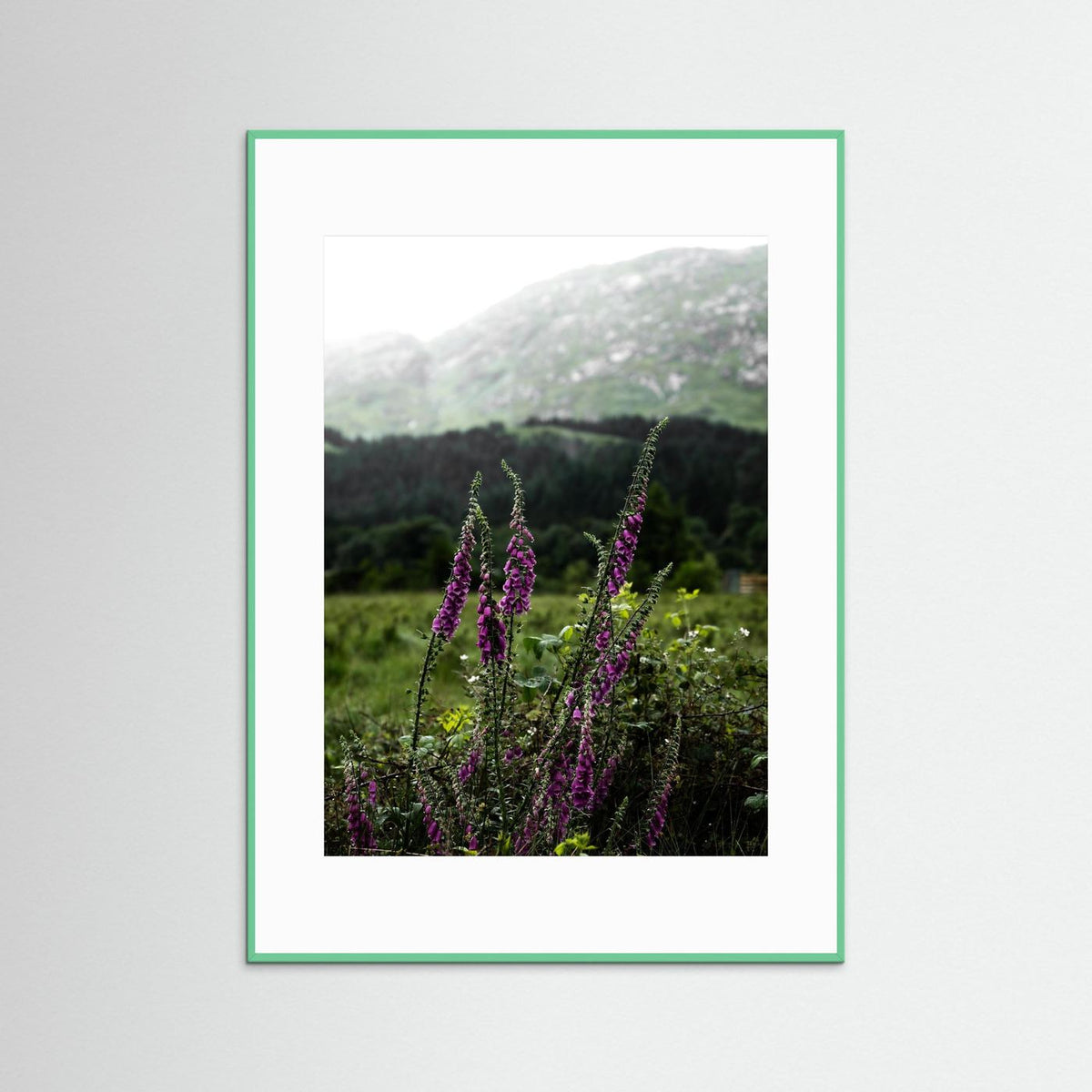 Foxgloves in the Highlands of Scotland  